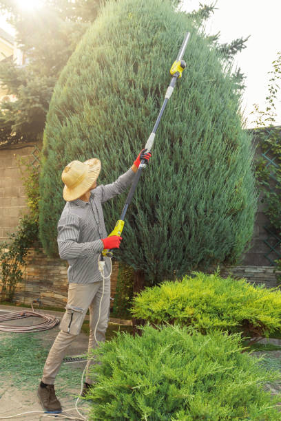 Best Hedge Trimming  in USA